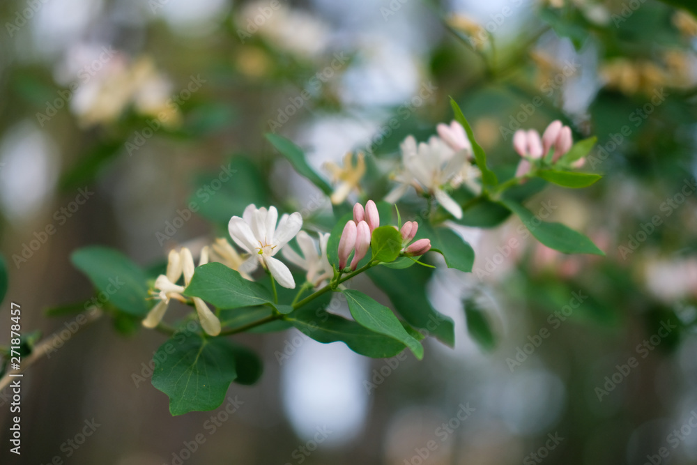 Spring inflorescence at leafy trees and green sprig