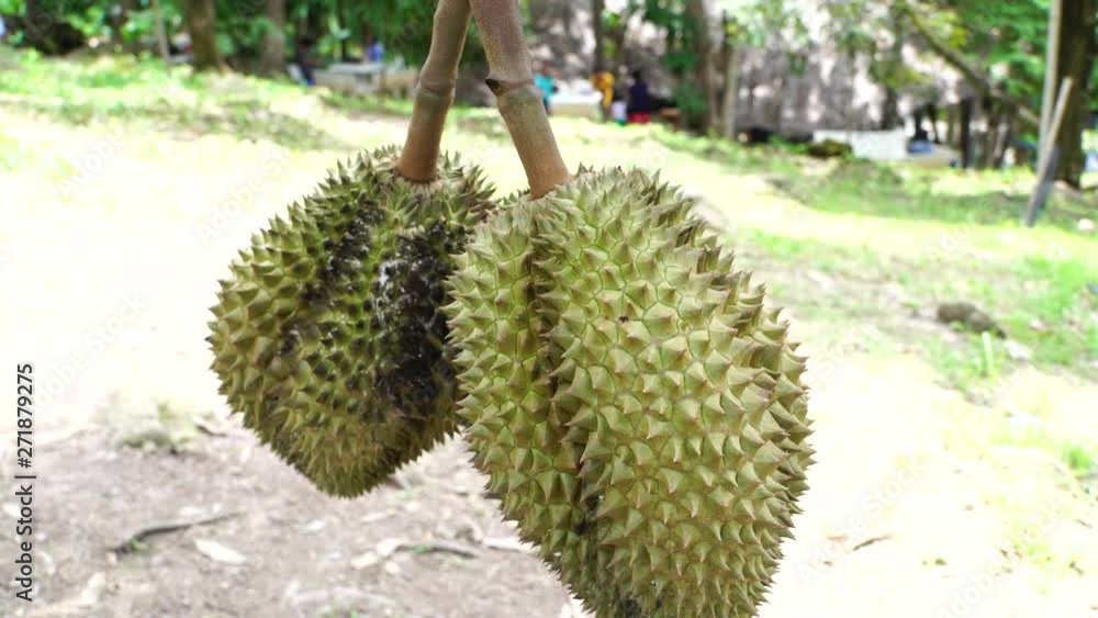 Organic Durian fruit fresh tree at harvest agricultural garden of Thailand. Durians is the king of fruits, asian fruit of tropical. Organic Durian fruit fresh tree at harvest agricultural garden of Thailand. Durians is the king of fruits, asian fruit of tropical.