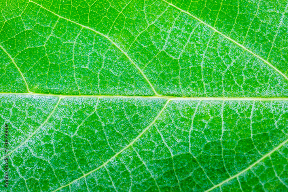 Green leaf texture Green leaf texture