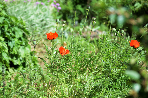 Poppy flowers in the garden on a bright sunny day