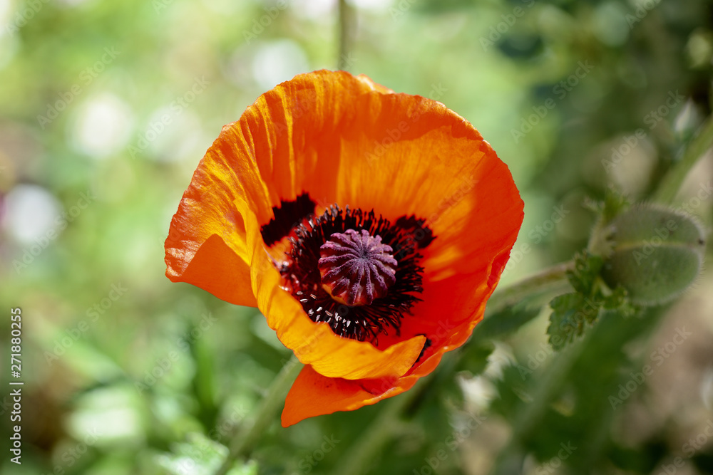 Beautiful garden poppy flower close up on a bright sunny day Beautiful garden poppy flower close up on a bright sunny day