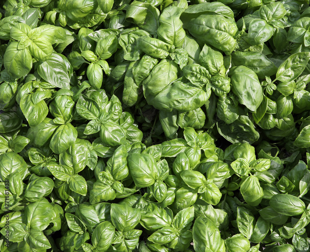 leaves of Basil Plants for sale leaves of Basil Plants for sale