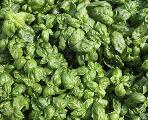 leaves of Basil Plants for sale