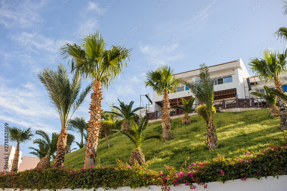 palm trees and other plants in tropical garden of a resort on the coast of Red Sea