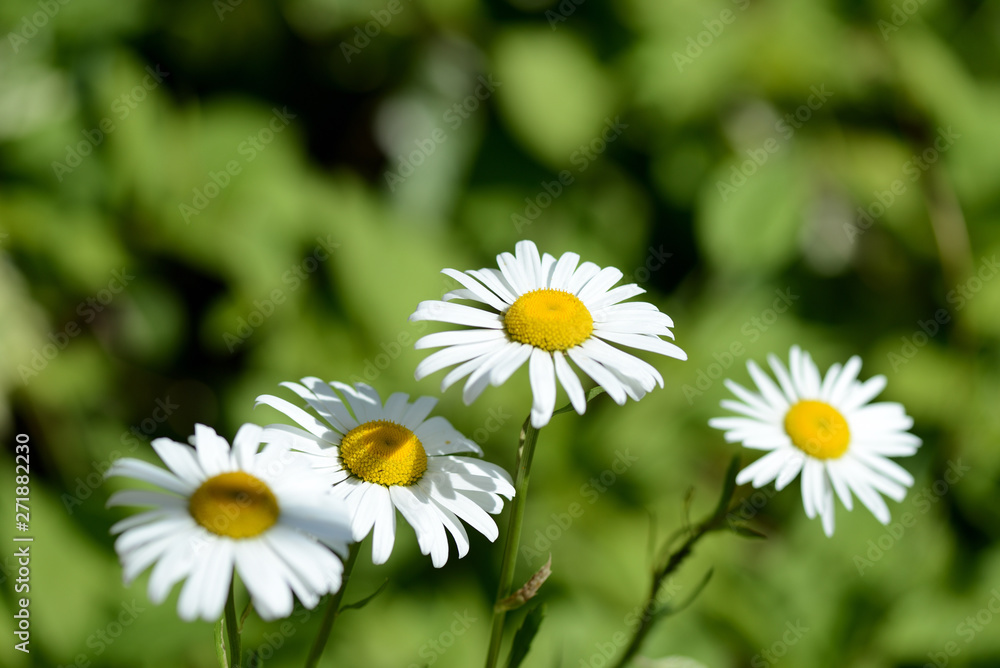 Beautiful camomiles in a summer garden close up Beautiful camomiles in a summer garden close up
