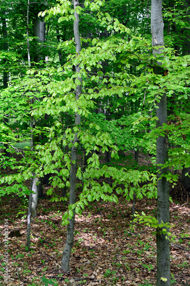 Lush green bright leaves of beech tree in forest. Lush green bright leaves of beech tree in forest.