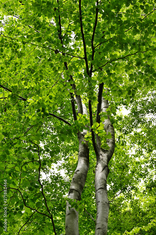 Fototapeta premium Lush green bright leaves of beech tree in forest.