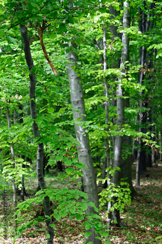 Lush green bright leaves of beech tree in forest.