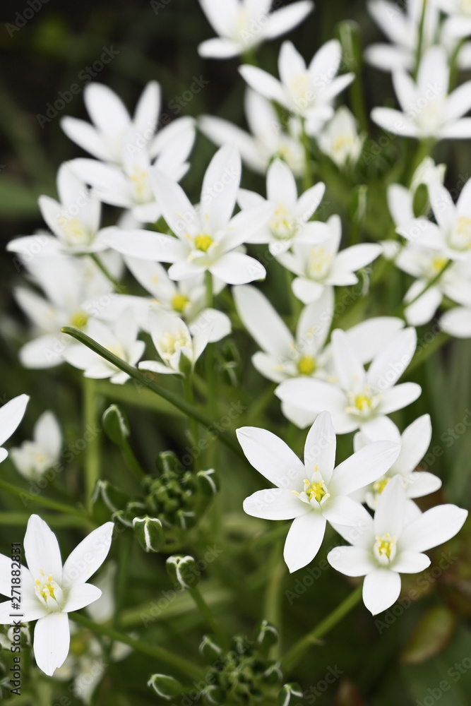 Delicate white flowers of the plant. Delicate white flowers of the plant.
