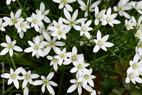 Delicate white flowers of the plant.