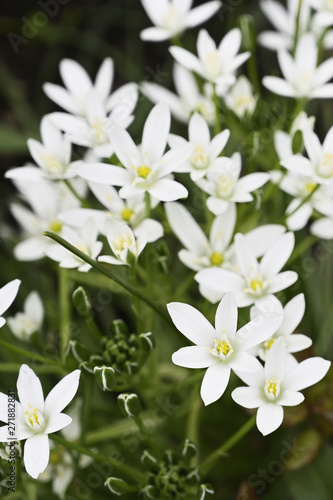 Fototapeta Naklejka Na Ścianę i Meble -  Delicate white flowers of the plant.