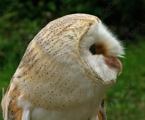 Barn Owl head