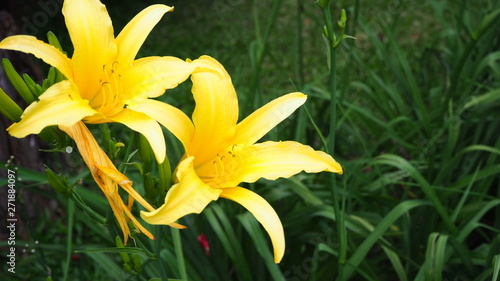 Day Lily is a biennial plant that belongs to the same family.