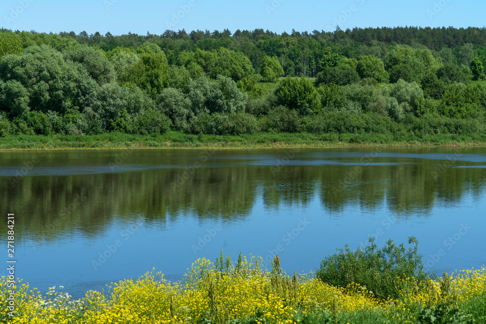 Fototapeta premium Цветение сурепки на берегу реки Оки. Таруса.