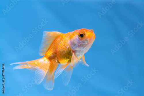 Gold fish or goldfish floating swimming underwater in fresh aquarium tank. © pookpiik