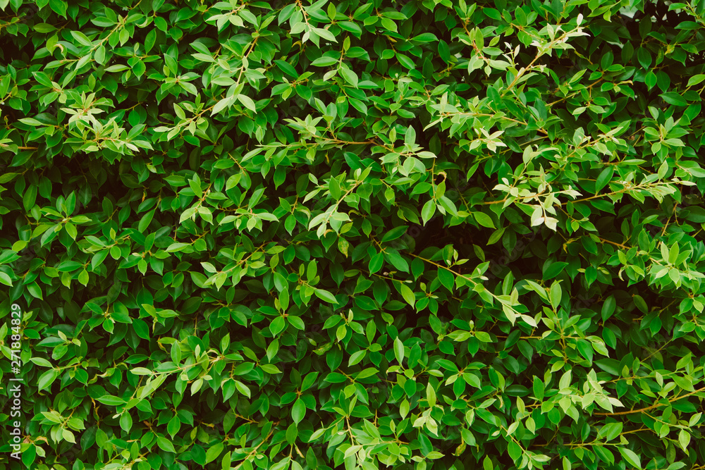 Green leaves wall background, plant on the wall Green leaves wall background, plant on the wall