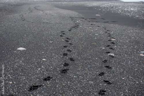 Footprints in black sand on a beach in Iceland