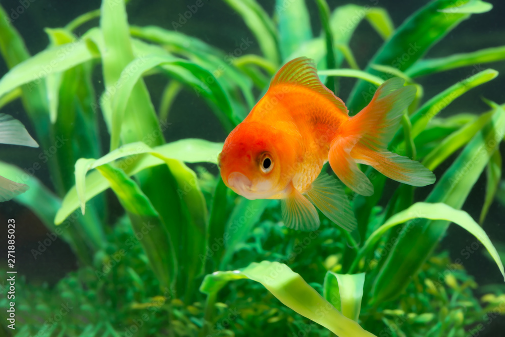 Gold fish or goldfish floating swimming underwater in fresh aquarium tank with green plant. Gold fish or goldfish floating swimming underwater in fresh aquarium tank with green plant.