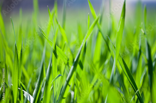 Field of green grass closeup.