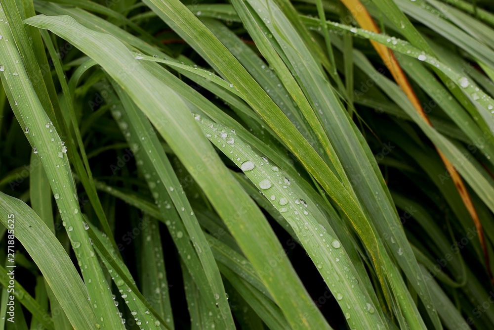 Lemongrass herb plant with dew in garden Lemongrass herb plant with dew in garden