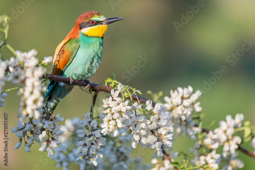 bee-eater in the morning sits among the flowers of acacia