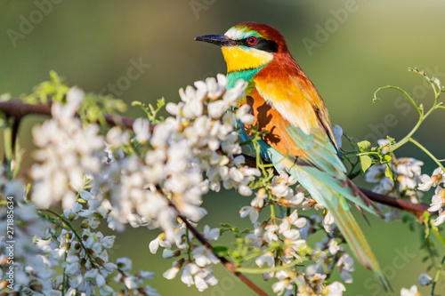 bee-eater with beautiful plumage sits among the flowers of acacia