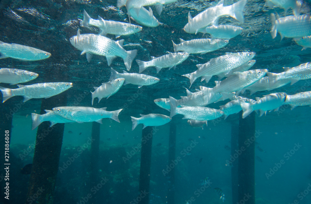 Fototapeta premium sea fish near coral, underwater