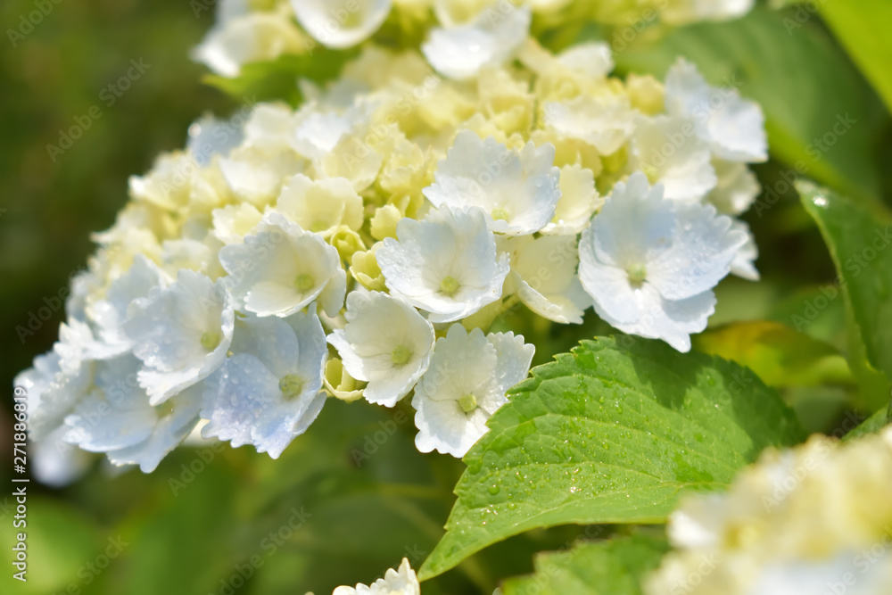 Light blue Hydrangea(14-1 ) Light blue Hydrangea(14-1 )