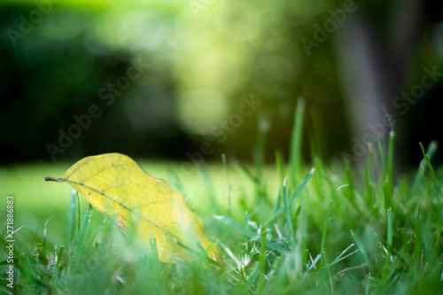 yellow dry leaf on green grass field with blurred bokeh background, copy space