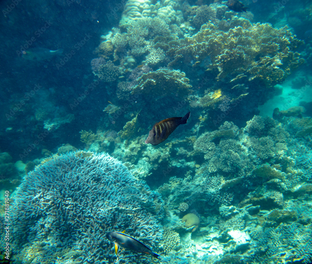 Naklejka premium sea fish near coral, underwater