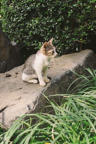 Cute kitty sitting on a rock