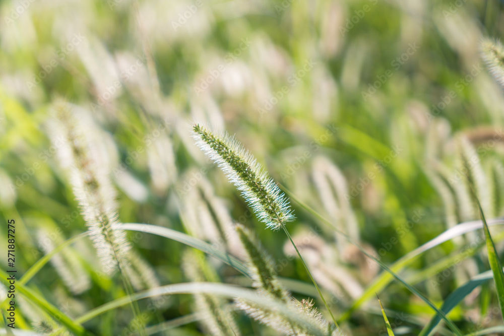 Foxtail and grass in spring