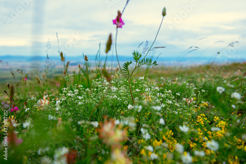Spanish landscape with fields  sky and mountains  Navarra  Spain with flowers in the foreground. Beautiful landscape. Meadow