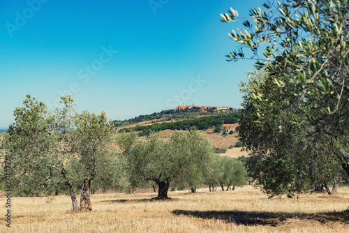 Olive trees. Olive trees garden. Mediterranean olive field ready for harvest. Italian olive's grove with ripe fresh olives. Fresh olives. Olive farm. Image toned.