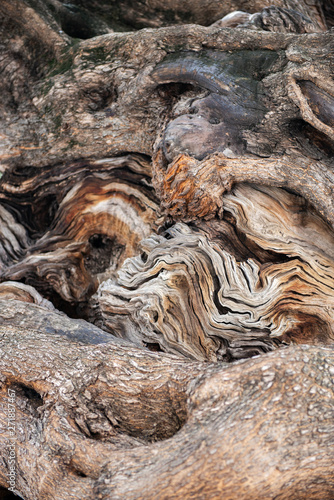 Old olive tree with massive trunk and beautiful tuxture of bark.