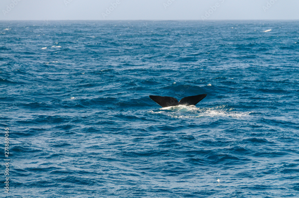 Fototapeta premium The tail fin of a diving southern Right Whale - Eubalaena australis- in the south atlantic ocean.