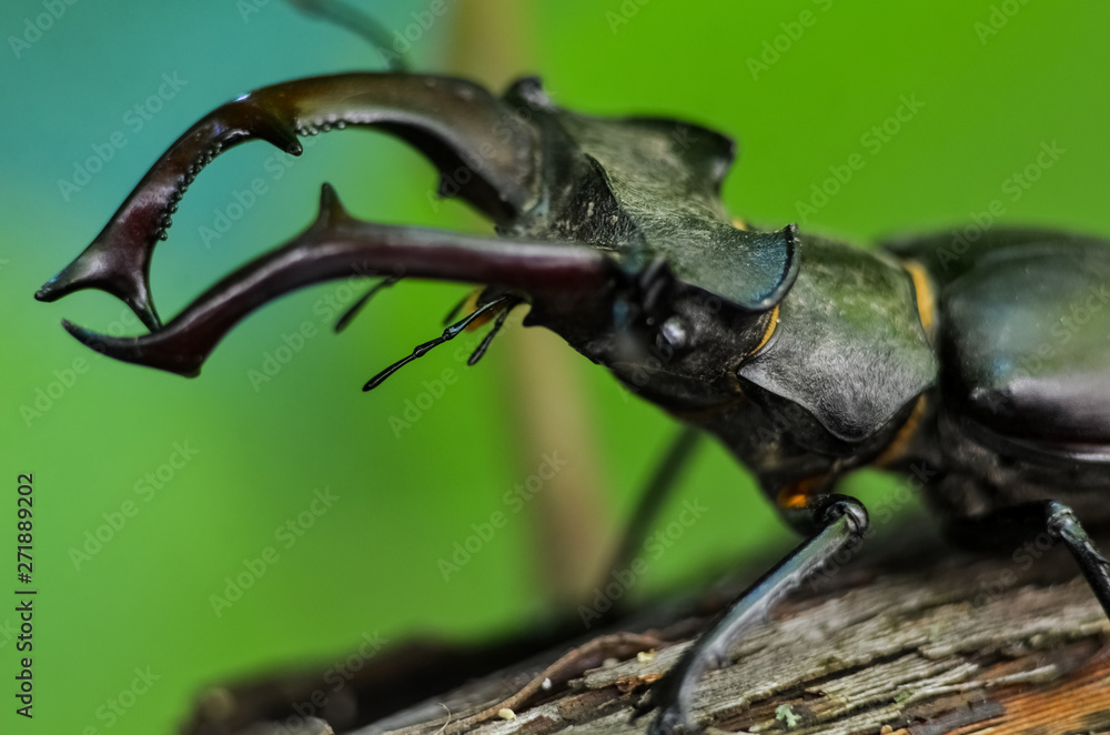 Fototapeta premium Macro side view of whole giant stag beetle (Lucanus cervus) standing on tree brunch over green forest background 