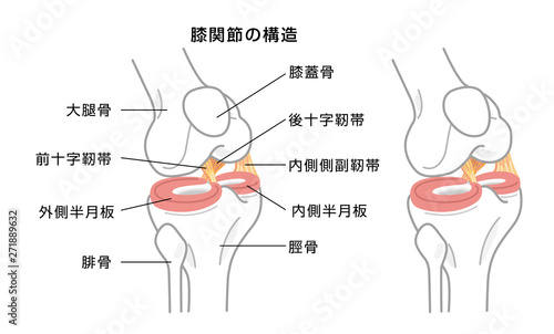 膝関節の構造 photo