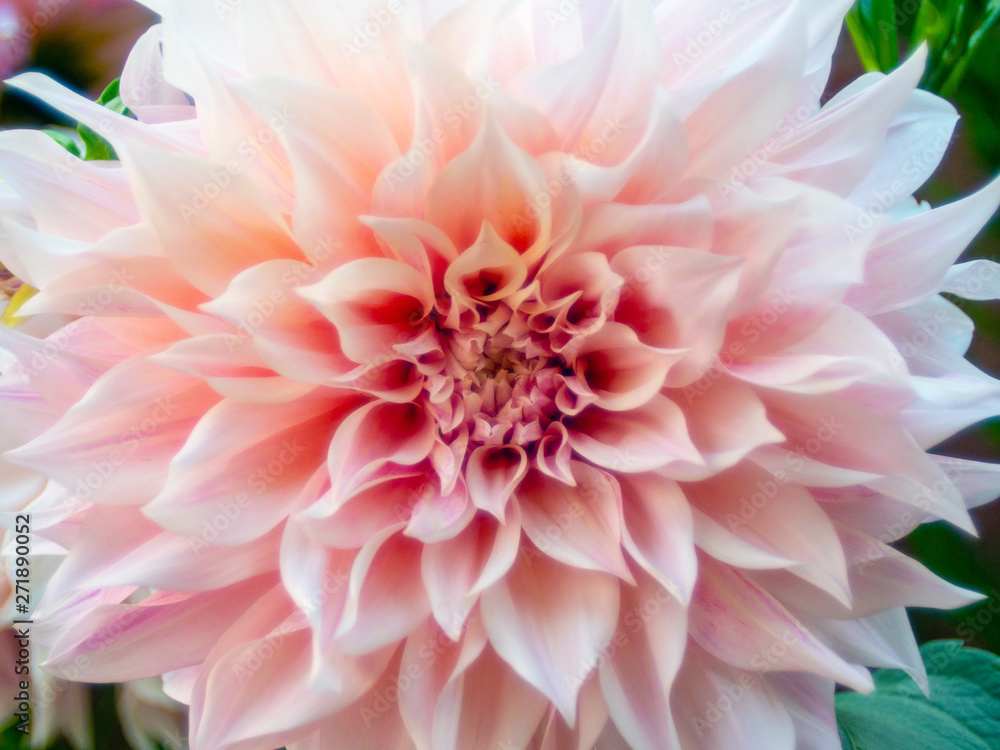 Fototapeta premium Flower