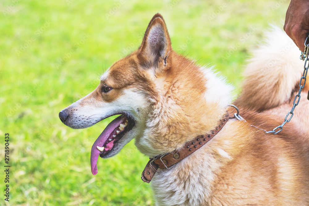 Portrait a dog of  breed west siberian laika  closeup in profile_