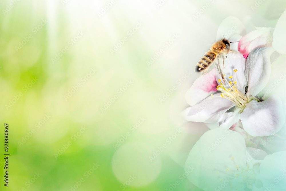 Bee with tree flower on abstract light spring background. Space for ...