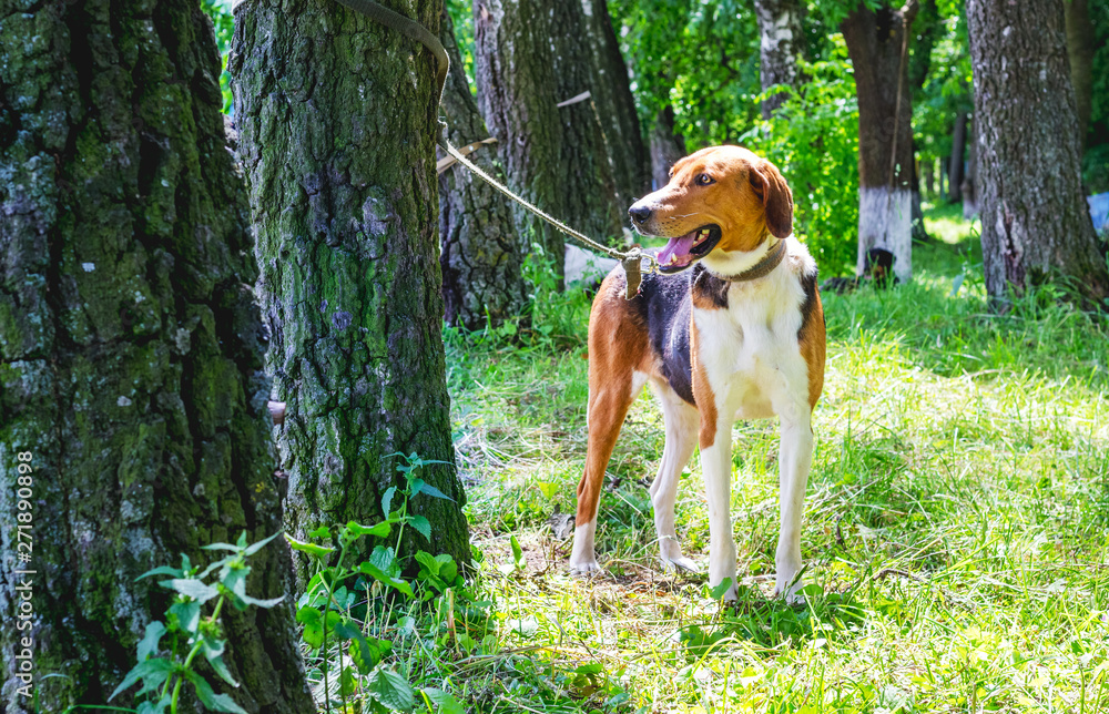 Dog breed Estonian hound in the park tied to a tree_