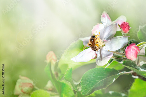 The bee sits on a flower of a bush blossoming apple-tree and pollinates him. Spring background with space for text