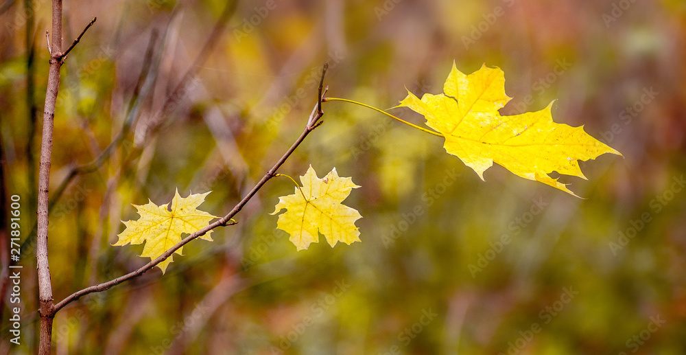 Obraz premium Branch with yellow maple leaves in the autumn forest in pleasant warm yellow-brown tones_