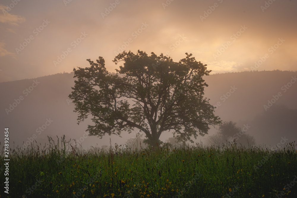 Morgennebel oberhalb von Wehr/Baden