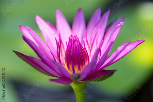 Close up water lily or lotus flower
