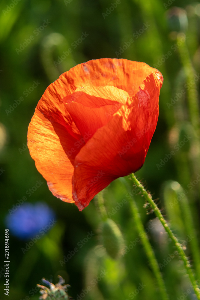 Fototapeta premium mak