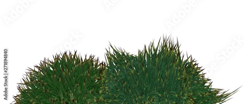 Bushes isolated on white 3D Rendering