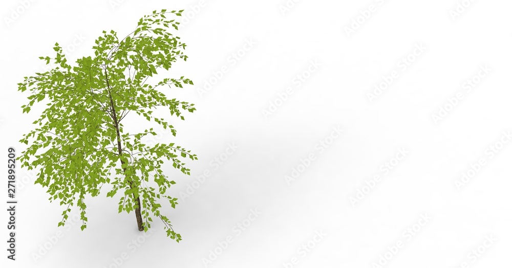 Obraz premium Tree isolated on white 3D Rendering