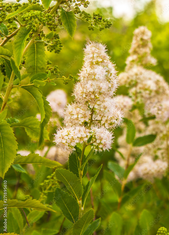 Spiraea salicifolia in a garden Spiraea salicifolia in a garden